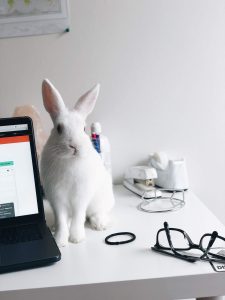 white rabbit next to a lap top